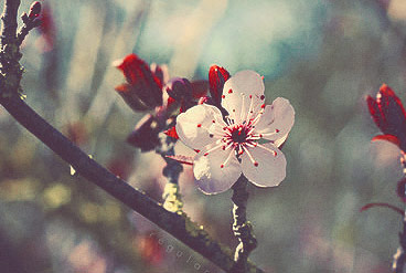 【免root】便捷的在线短信云呼网